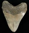 Bargain Megalodon Shark Tooth #6653-2